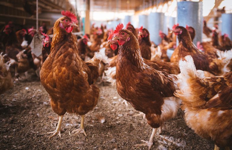 Pod apelem o przywrócenie ceł i kontyngentów na import z Ukrainy mięsa drobiowego i jaj podpisali się przedstawiciele 12 organizacji z całej Polski