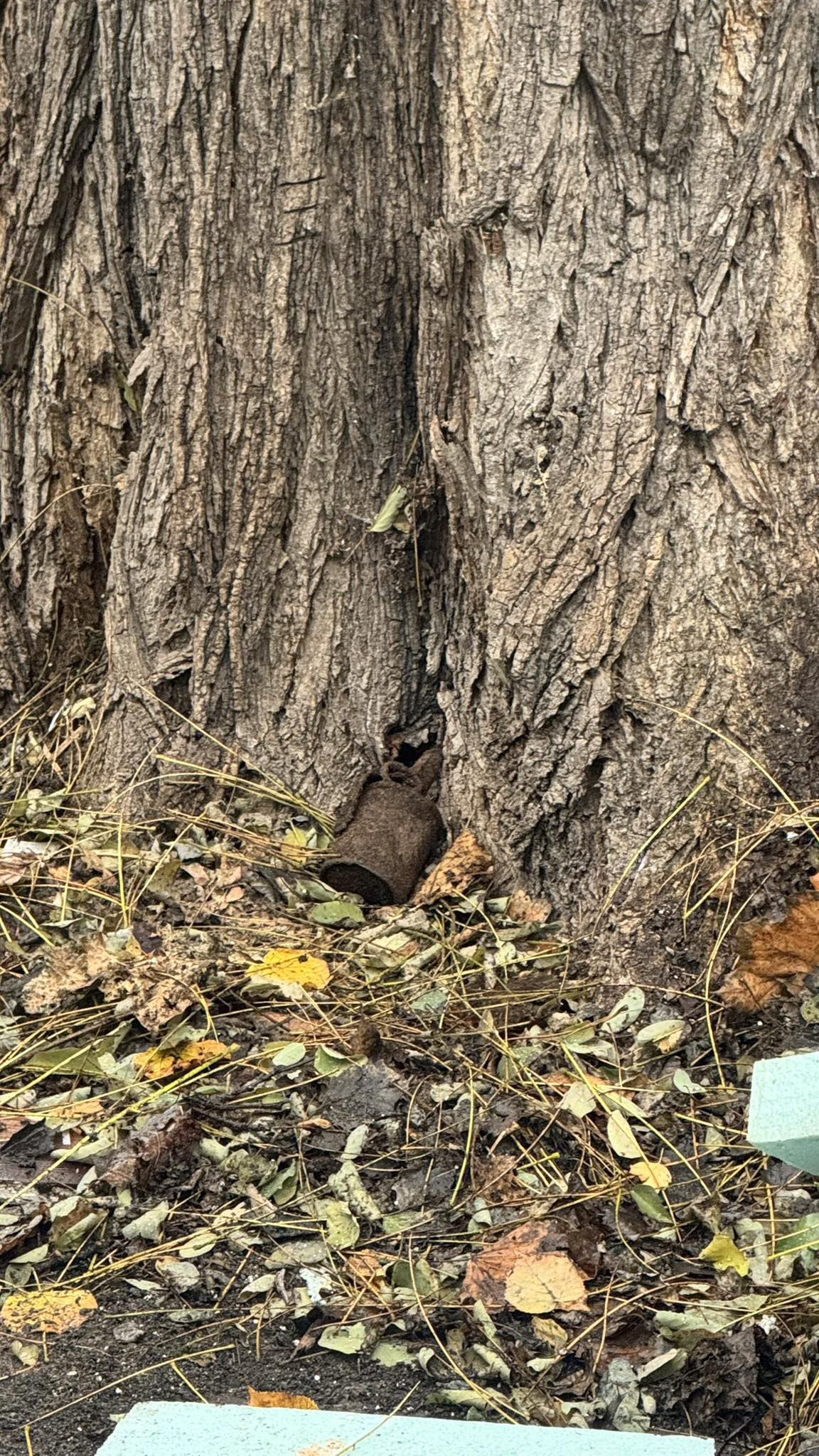 Granat przy ruchliwej ulicy w Gliwicach. Ewakuacje, zablokowane drogi i akcja saperów. "To może potrwać do południa"
