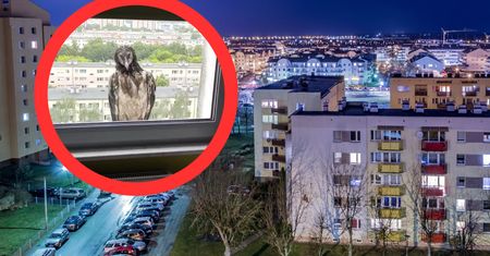 To nie fotomontaż. Wyjrzeli przez okno. Na parapecie siedział on