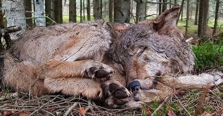 Kolejne roztoczańskie wilki zastrzelone w broni palnej. Jest zawiadomienie do prokuratury