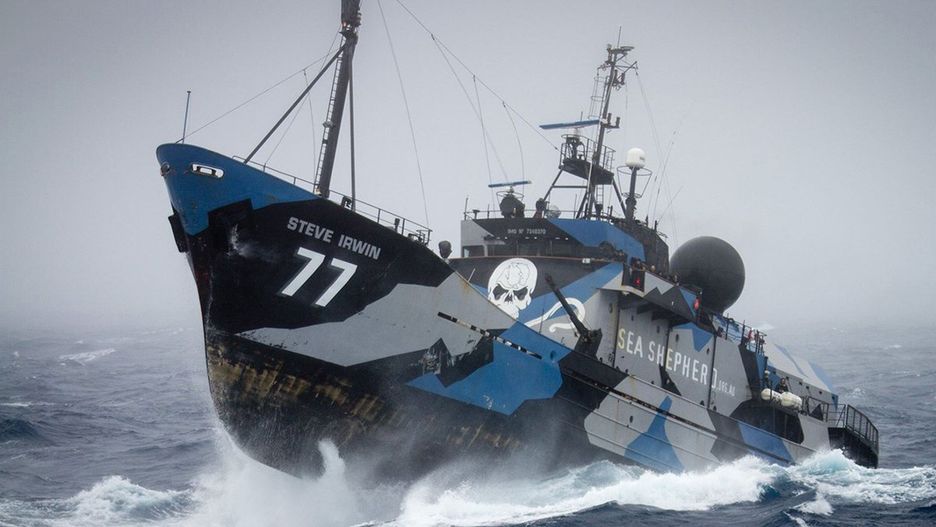 Widok okrętu i bandery Sea Shephard przeraża z daleka wielorybników. Łowią gatunek otoczony ochroną i wiedzą, że w tym starciu stracić mogą swój okręt