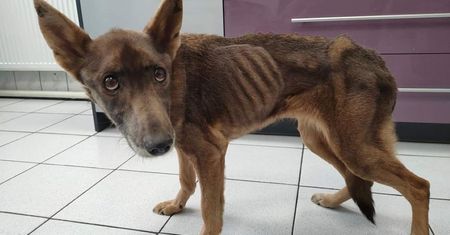 Piekło na posesji w Dęblinie. Tłumaczenie właściciela suczki poraża