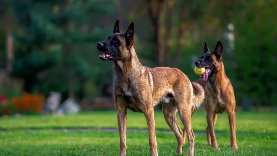 front view, friendship, friends, fallen leaves, fall, company, companion, brown, background, autumn, attentive, attention, pet, park, nature, mammal, malinois, green, grass, dog, cute, canine, breed, belgian shepherd, animal, puppy, belgian, shepherd, portrait, domestic, guard, animals, purebred, tongue, friend, police
