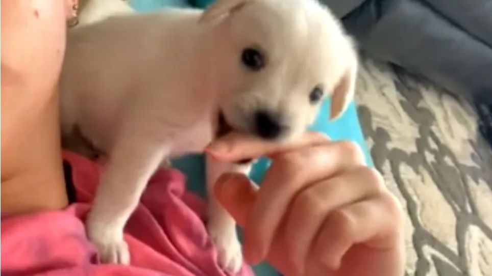 Jordan myślała, że kupuje maltańczyka