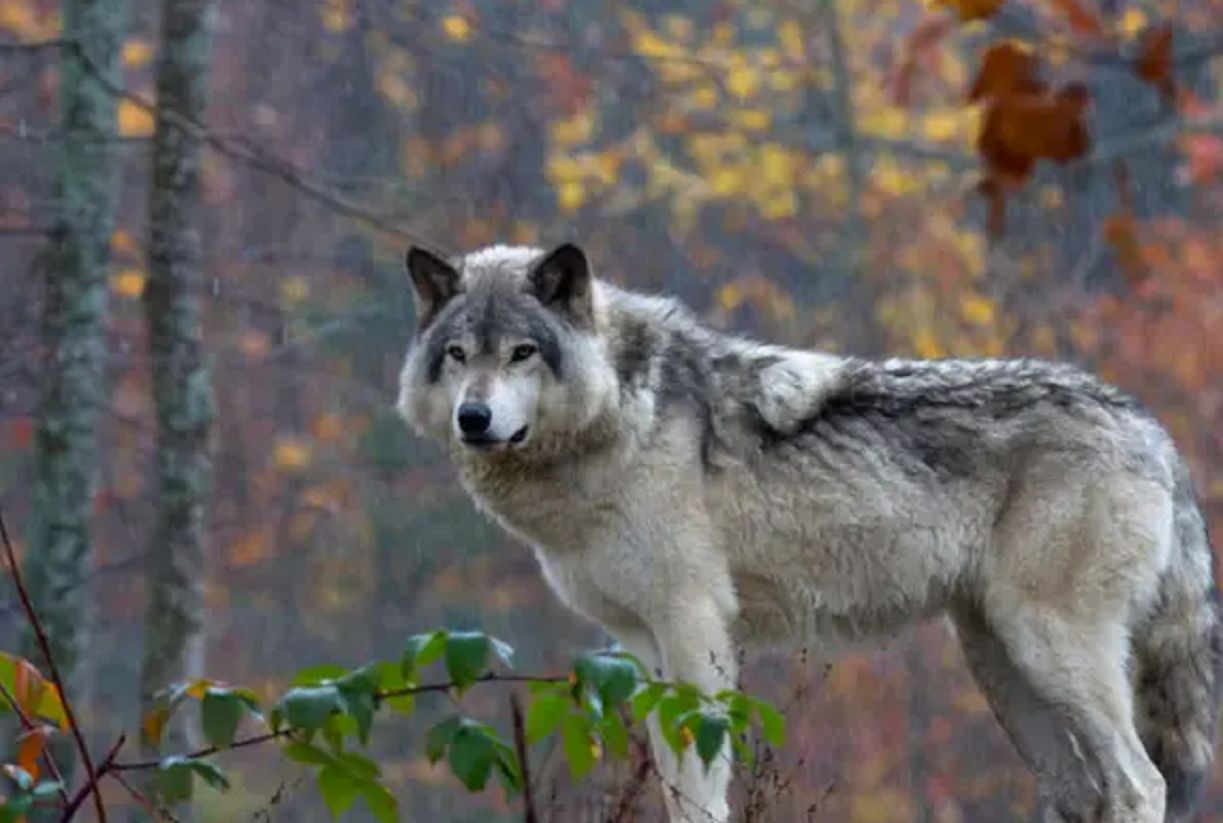 Zmutowane wilki w Czarnobylu. Zaskakujące wyniki badań