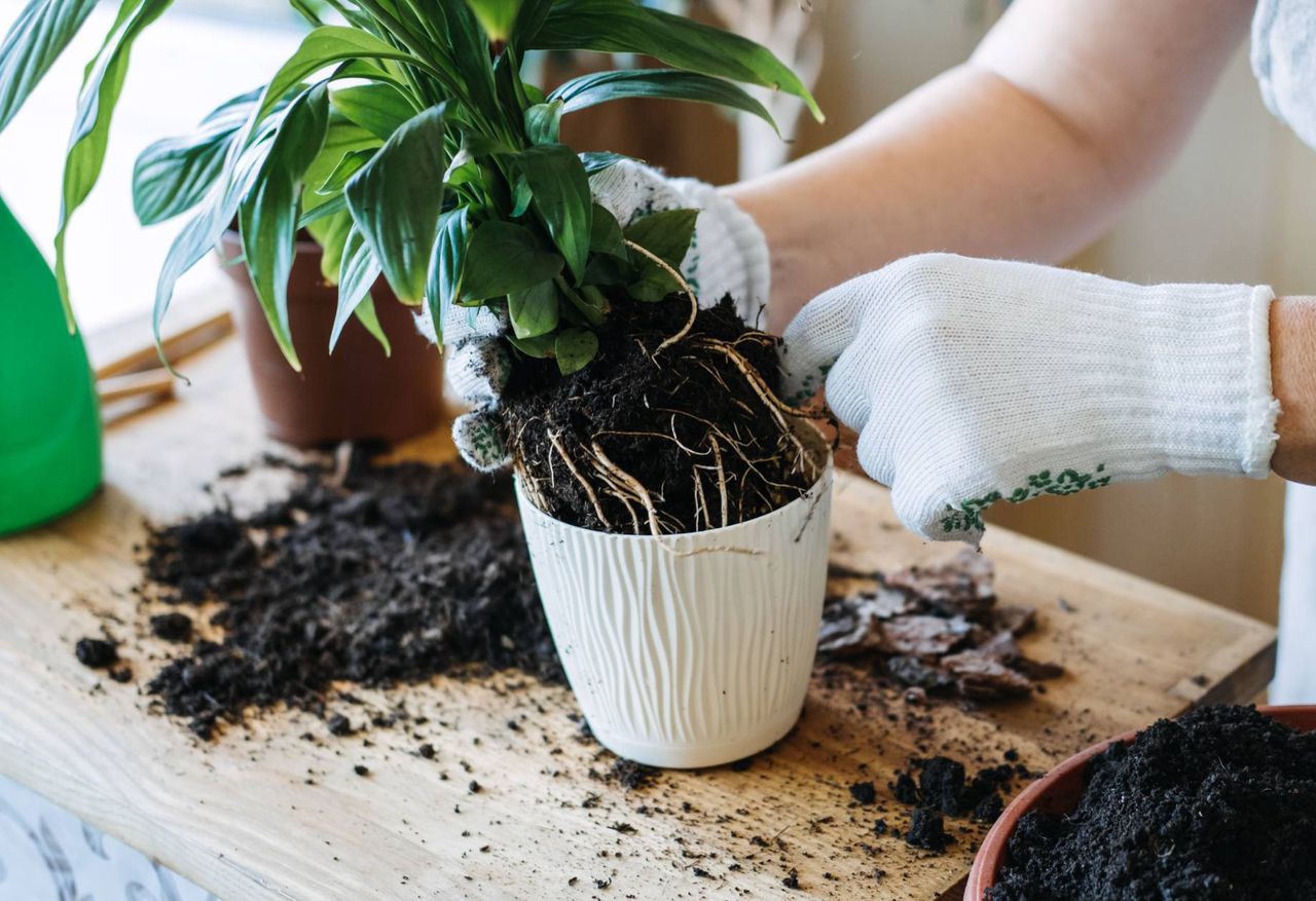When to repot potted plants?