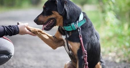 Sosnowiec. Miasto rezygnuje z podatku za psa i zachęca do adopcji zwierząt ze schroniska