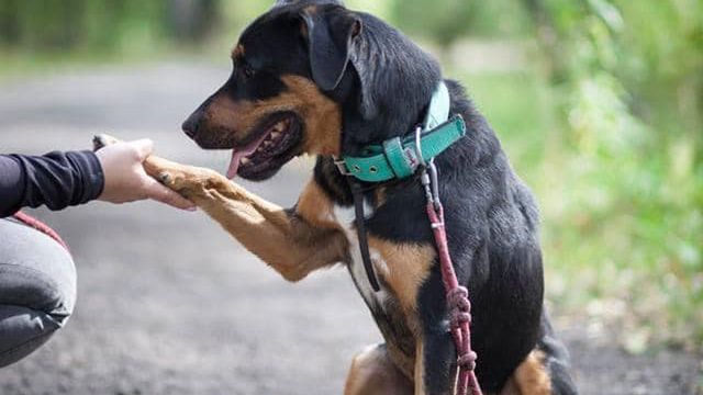 W Sosnowcu nie będzie podatku za psa, ale władze miasta apelują o adopcję bezpańskich zwierząt.