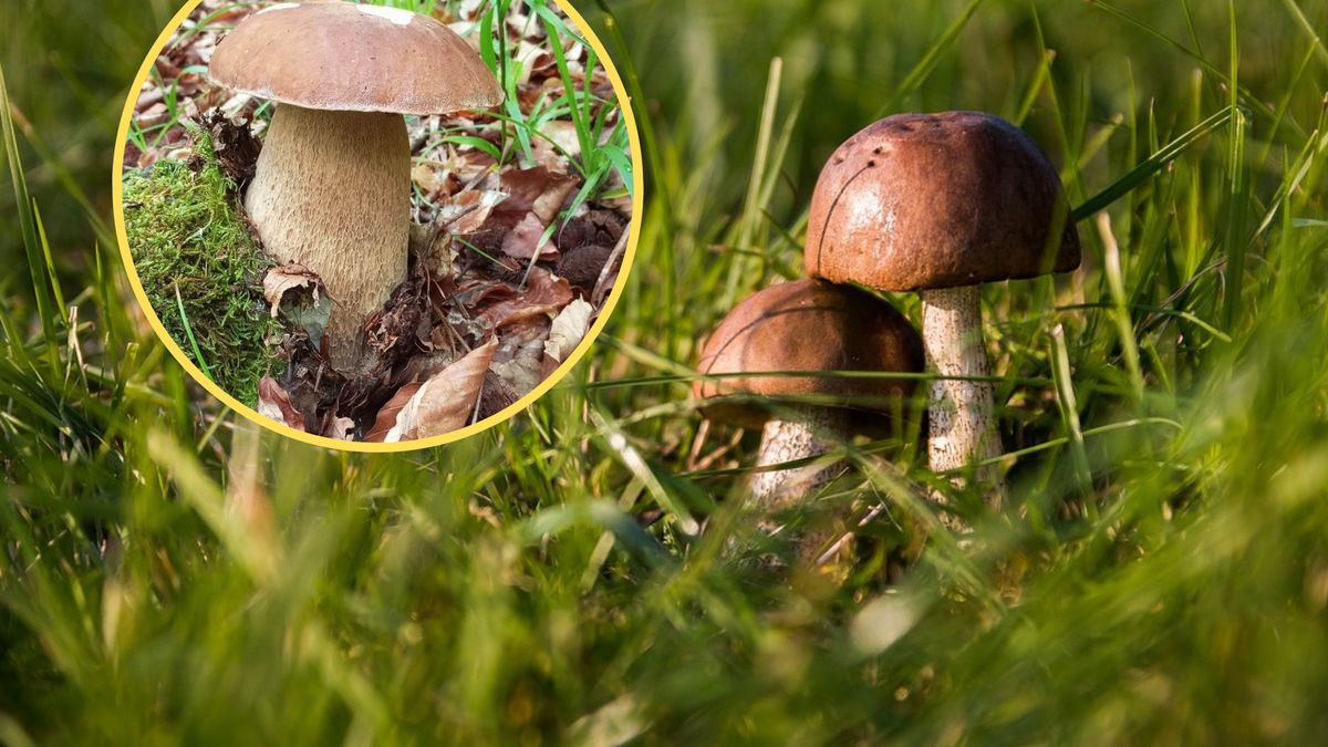 Tak dostojne grzyby w czerwcu to nie lada gratka