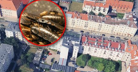 Dramat mieszkańców Olsztyna. Skarżą się na plagę insektów