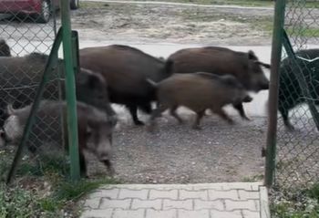 Próbował dostarczyć pizzę. Nagle pojawiły się one. Nagranie to hit