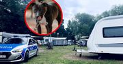 Pies zaatakował na campingu. Dzieci uciekły, matka nie zdążyła
