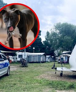 Pies zaatakował na campingu. Dzieci uciekły, matka nie zdążyła