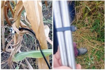 Radziejów: Policja ostrzega przed pułapkami na polach kukurydzy w powiecie.