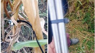 Radziejów: Policja ostrzega przed pułapkami na polach kukurydzy w powiecie.