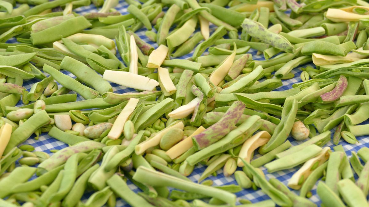 Czy fasolka szparagowa może być trująca? 