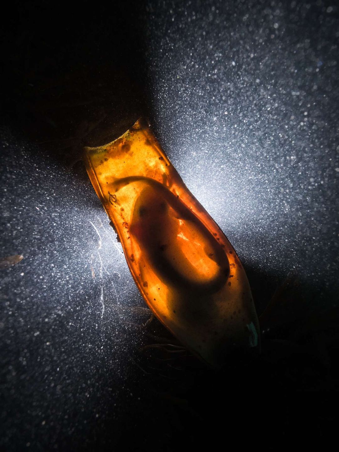 Natura z perspektywy, której sam nie zobaczysz. Oto najlepsze fotografie świata wykonane pod wodą 4