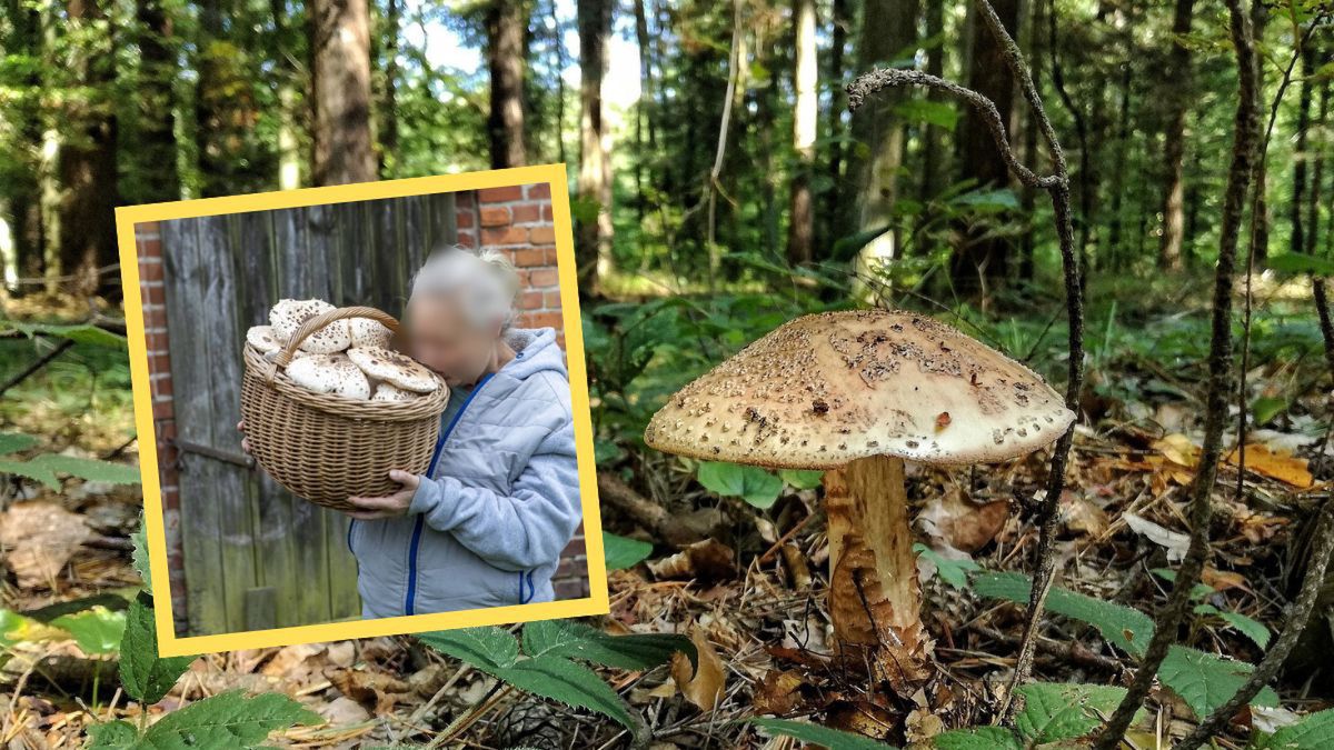 Kosz wypełniony kaniami. Grzybiarka wzbudziła zazdrość w sieci
