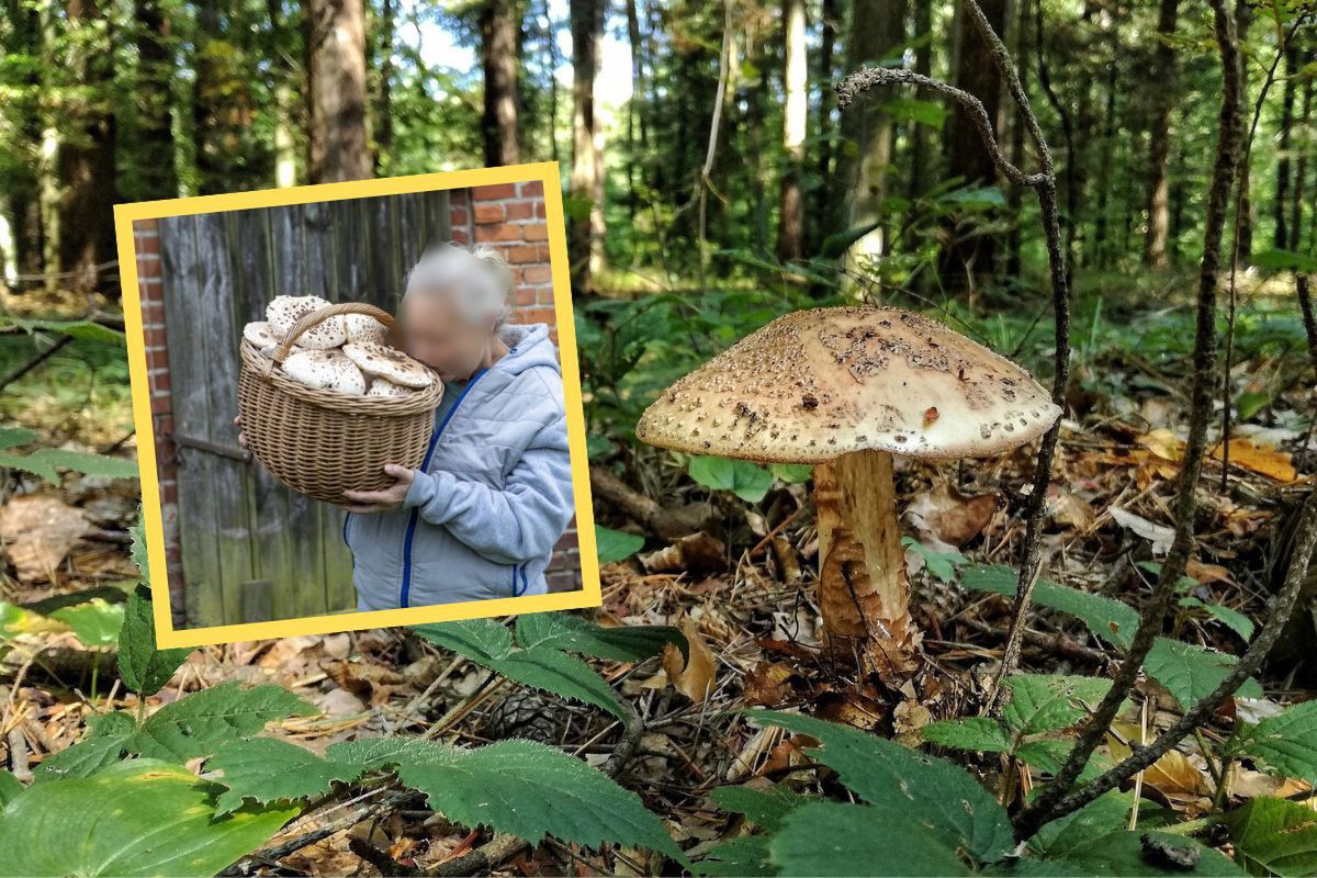 "Możecie zazdrościć". Wyniosła pełen kosz. Rosły na pastwisku