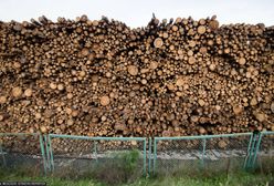 Gigantyczny przekręt na drewnie. Pranie brudnych pieniędzy i karuzela VAT-owska