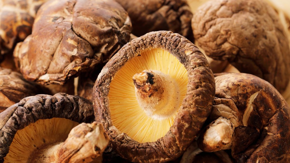 Shitake to jedne z najzdrowszych grzybów na świecie