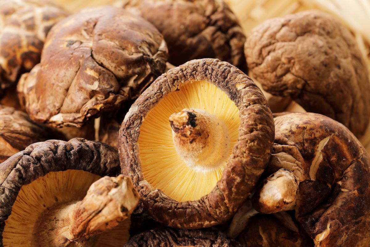 W Polsce wciąż niewielu sięga po te grzyby. Uchodzą za najzdrowsze na świecie
