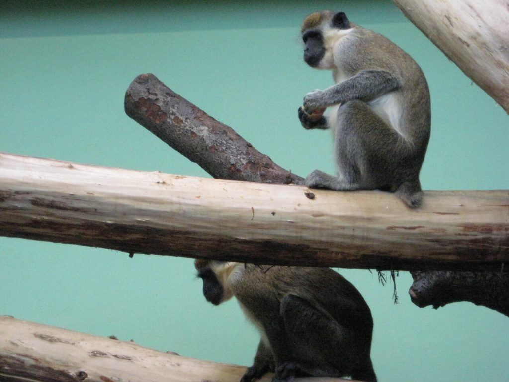 Śląski Ogród Zoologiczny w Chorzowie