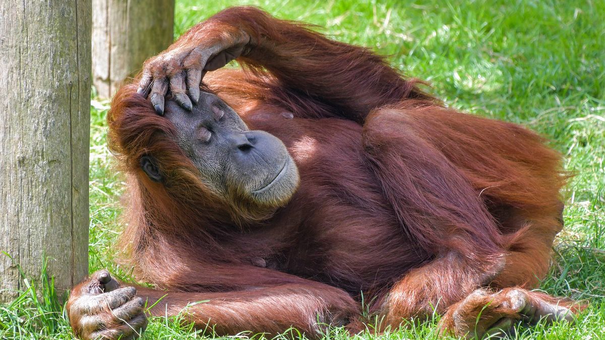 Orangutan przygotował i zaaplikował sobie lek!