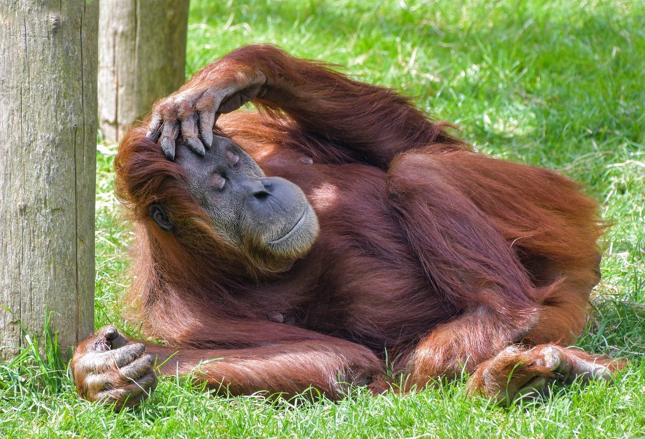 The orangutan made medicine for himself.  Scientists have no doubt