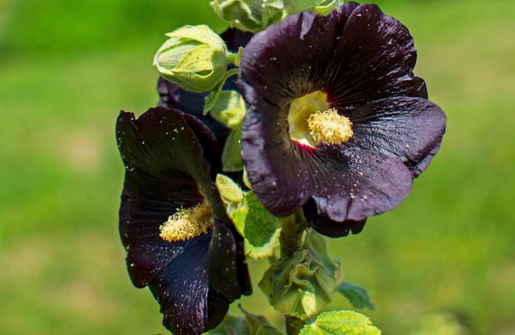 Malwa czarna to okazały kwiat ozdobny, który zwraca uwagą swą niezwykłą barwą, ale i wyjątkowymi właściwościami prozdrowotnymi.