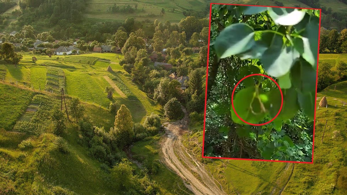 Śmiertelne pułapki w ukraińskich lasach 