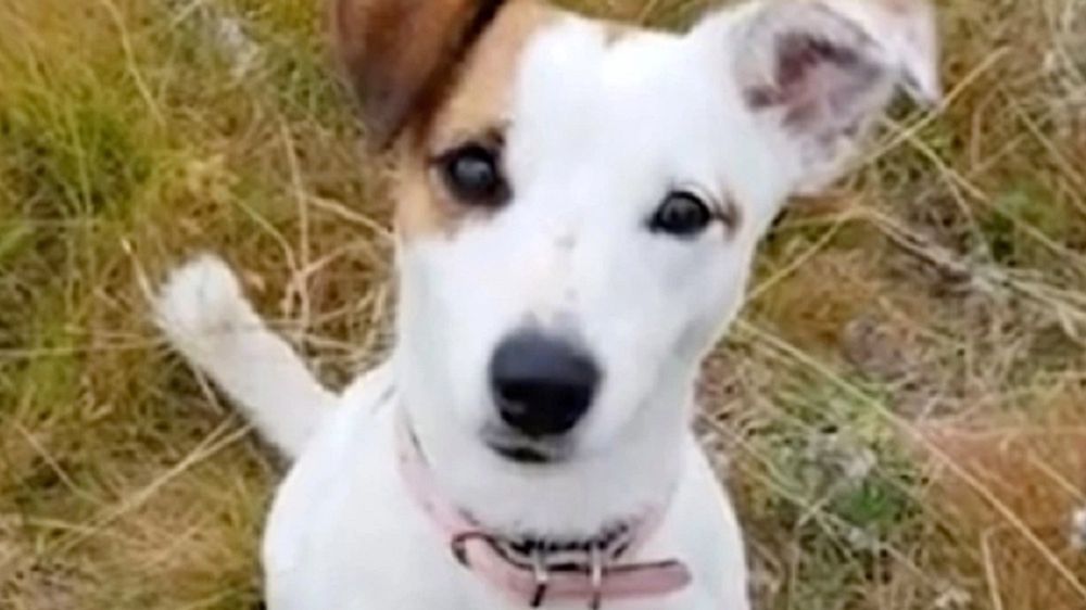 Pies próbował uratować 10-latka przed wilkiem