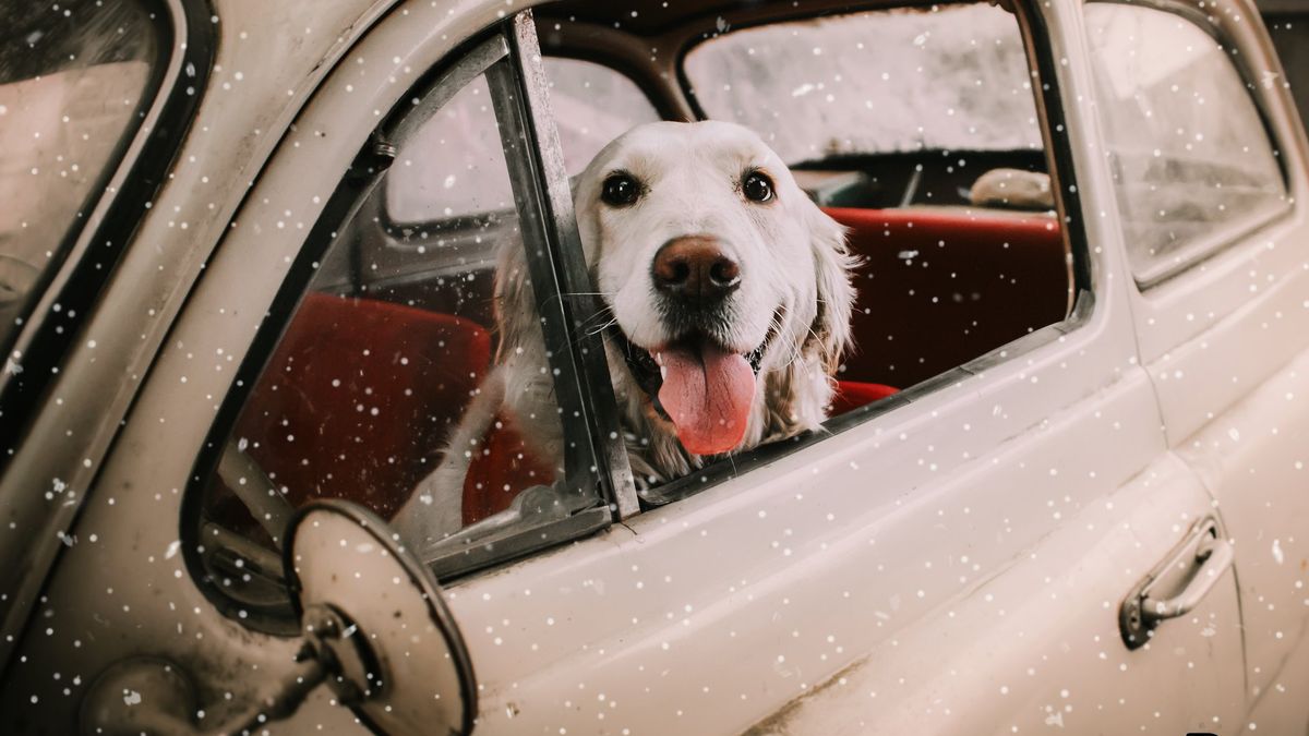 Fotografka robi zdjęcia porzuconych zwierząt, by pomóc znaleźć im nowy dom. Ten projekt rozgrzewa serca! 1
