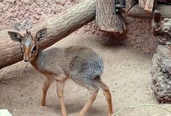 Wrocław. Za brzdącem brzdąc. Baby boom w zoo