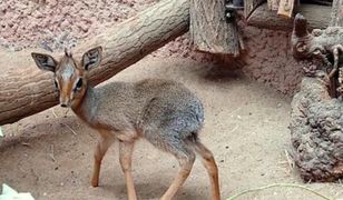 Wrocław. Za brzdącem brzdąc. Baby boom w zoo