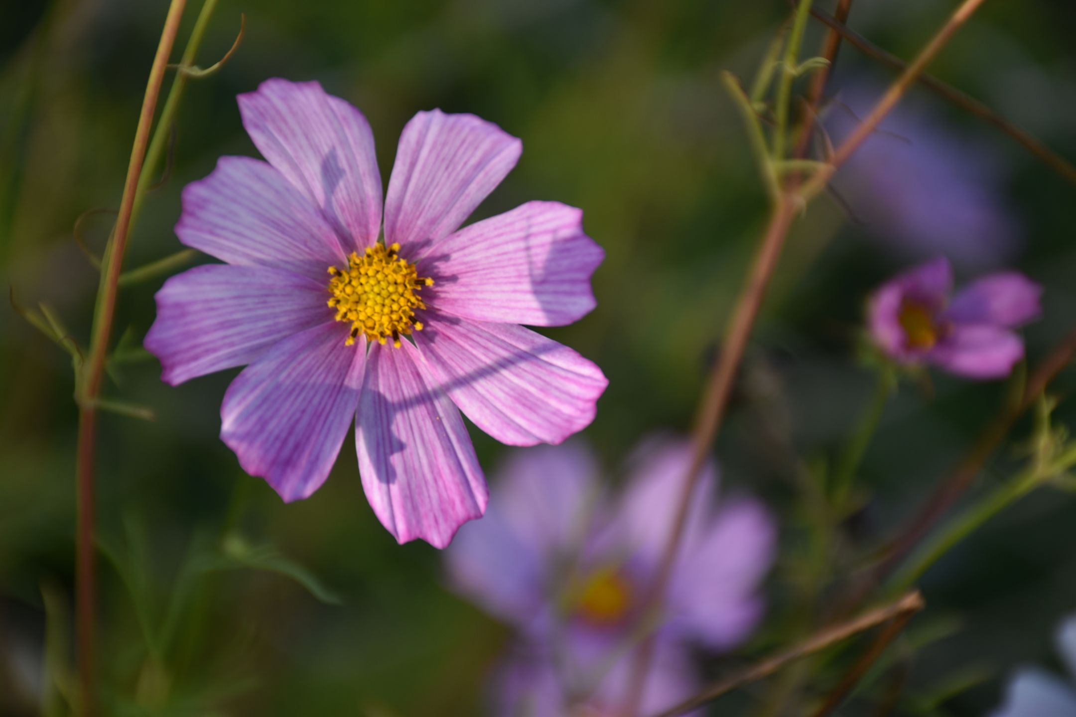 Nikon D3500 pomoże ci uchwycić najważniejsze momenty w życiu [test] 14