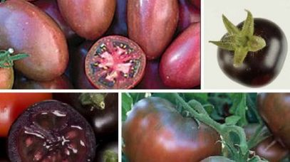 TOP 4: Najciekawsze genetyczne modyfikacje warzyw i owoców 1