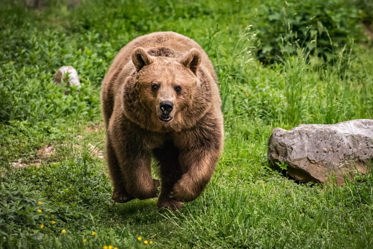 Niedźwiedź pogryzł grzybiarza. Słowacy zrobili obławę na zwierzę