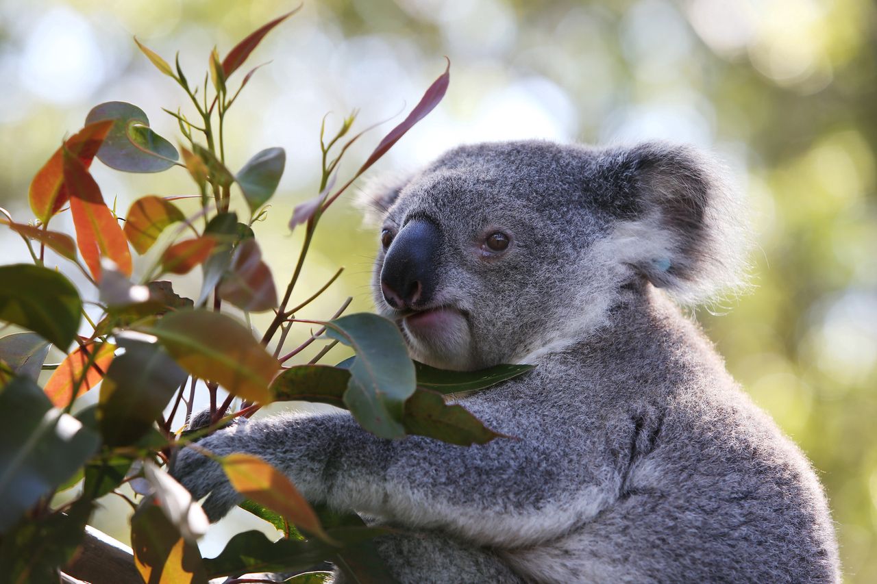 Koala spowodował karambol. Potem siadł za kierownicą