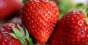 Polscy naukowcy potwierdzają: nie wyrzucaj tej części truskawek. Nie są trujące. „Niedoceniane odpady” są dobre na trawienie i ból stawów