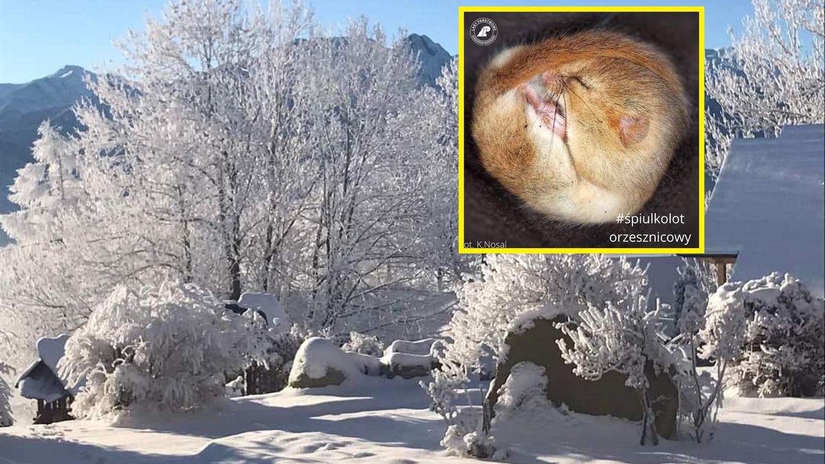 Leśnicy uchwycili rzadki widok. "Niczego piękniejszego dziś już nie zobaczycie!"