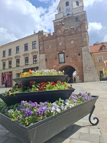 Bratki szukają ogrodu, żeby zapuścić korzenie. Miasto rozdaje sadzonki za darmo