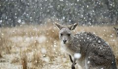 BBC prezentuje trzy nowe seriale zrealizowane przez BBC Studios Natural History Unit