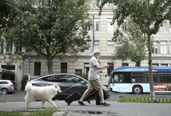 Niemcy. Nowe przepisy dla właścicieli psów. Spacer dwa razy dziennie, przez minimum godzinę