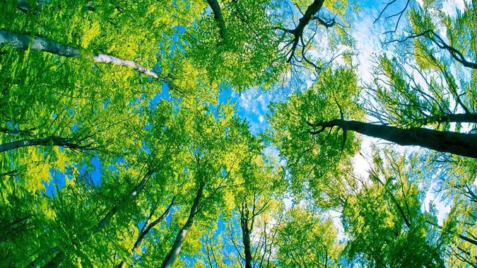 Oglądaj porno, sadź drzewa. Pornografia wkracza na internetowe salony 1