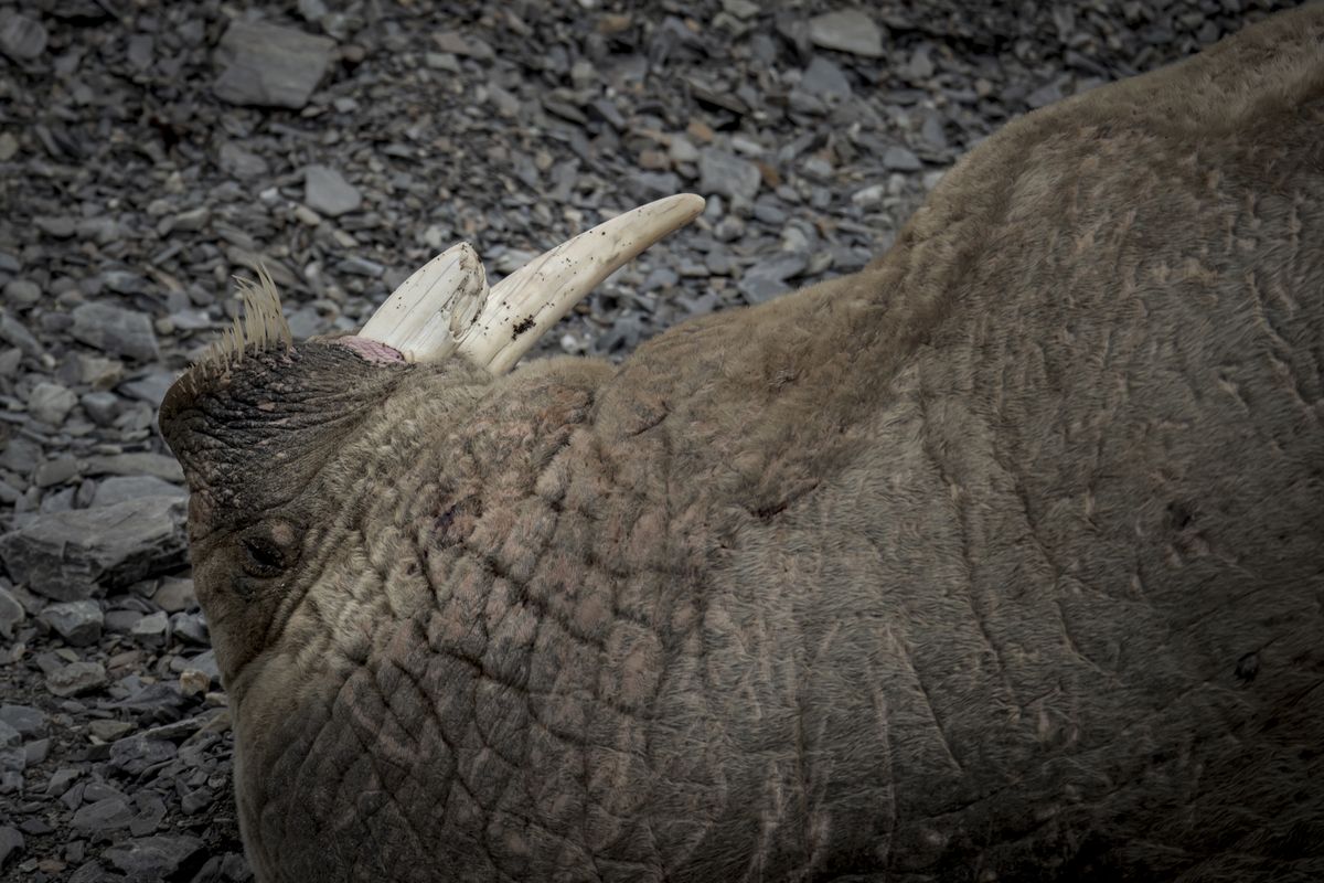 У Норвегії вбили влада присала моржа, через небезпеку оточуючим (Photo by Sebnem Coskun/Anadolu Agency via Getty Images)