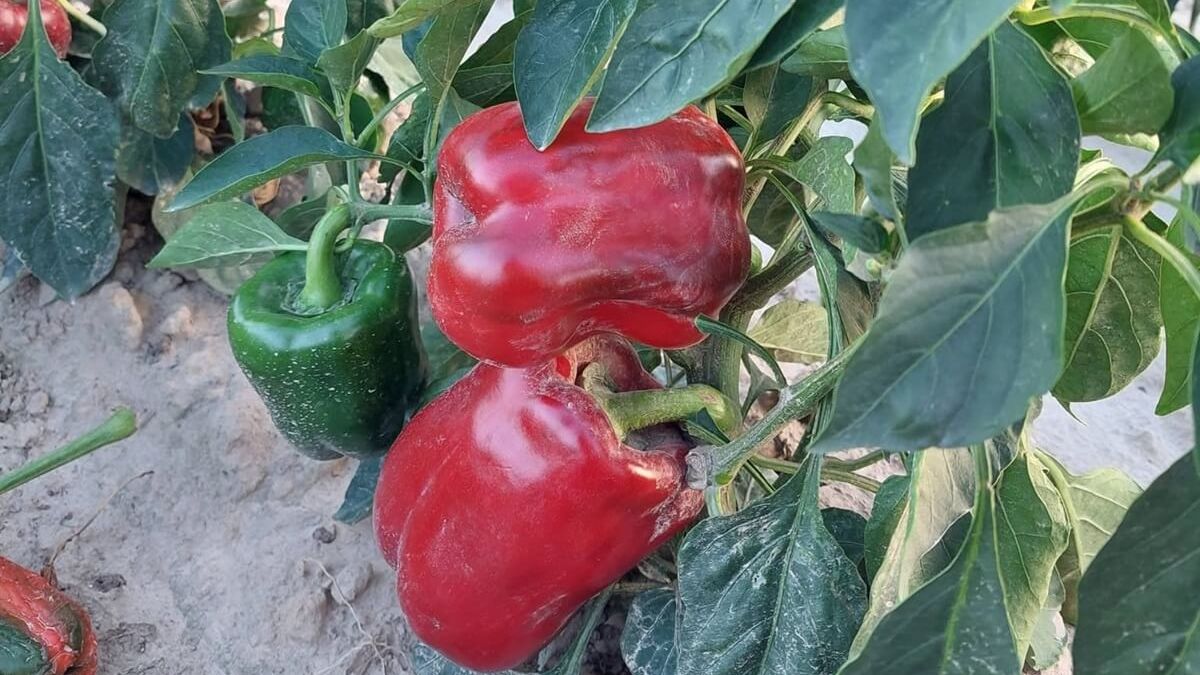Papryka na krzaku