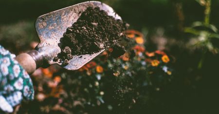 Kosztuje grosze, a działa cuda. Wzbogać tym ziemię w warzywniku przed zimą