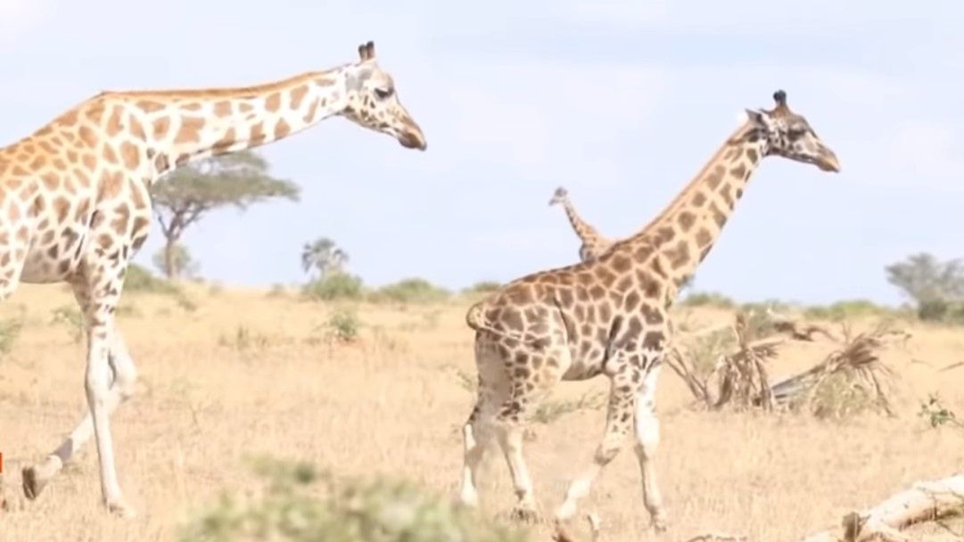 Zdjęcie dnia. Karłowate żyrafy z Ugandy i Namibii 1