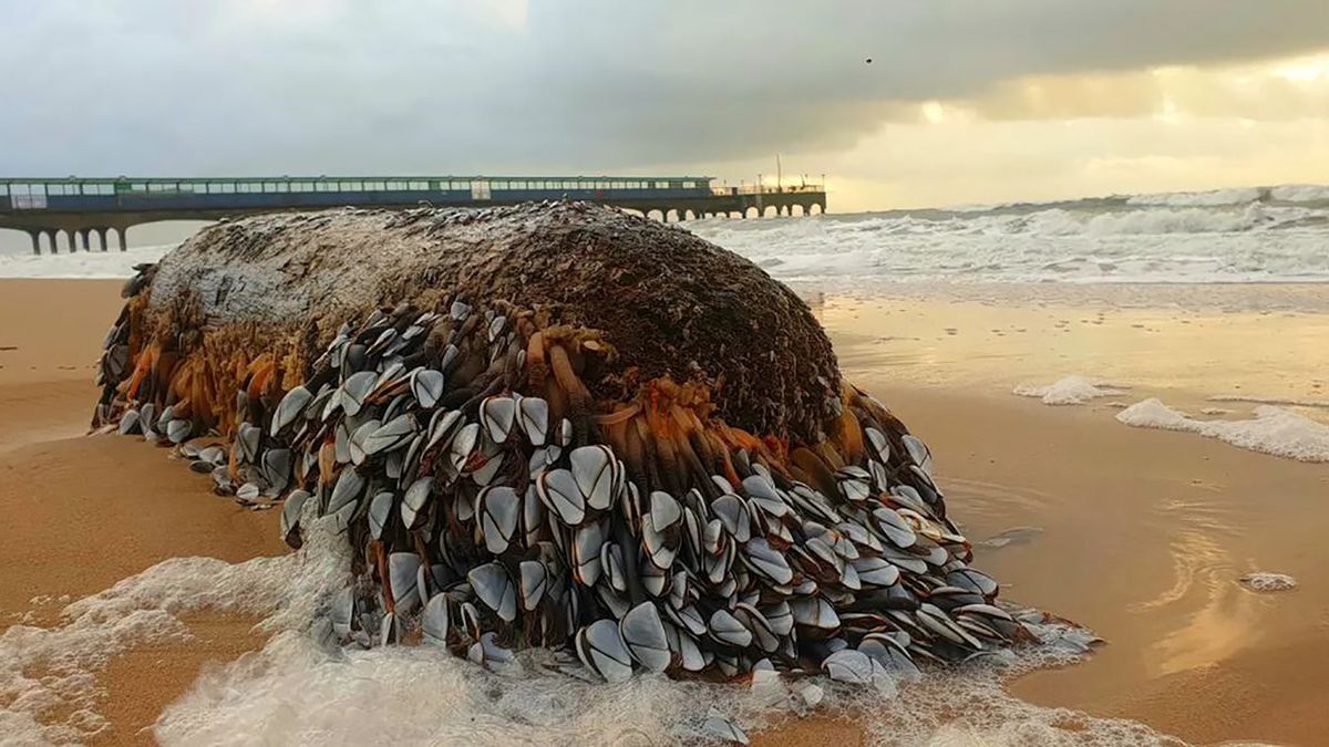 Trzonkowce na plaży w Wielkiej Brytanii.
